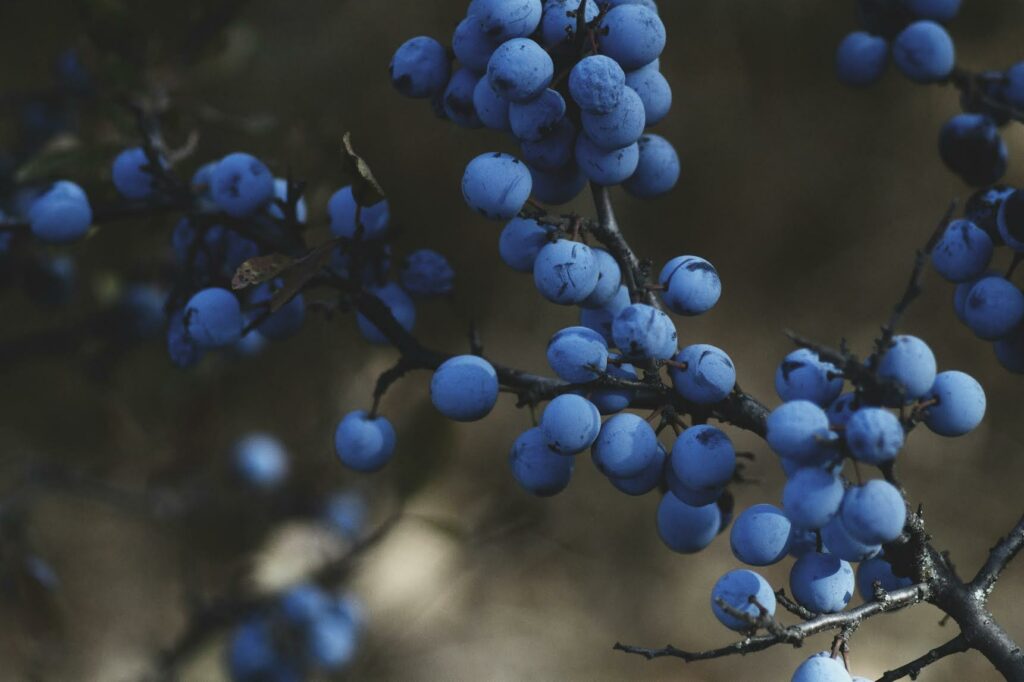 Blauwe bessen poeder beauty foods