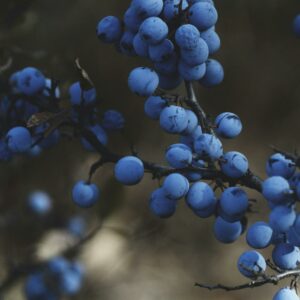 Blauwe bessen poeder beauty foods